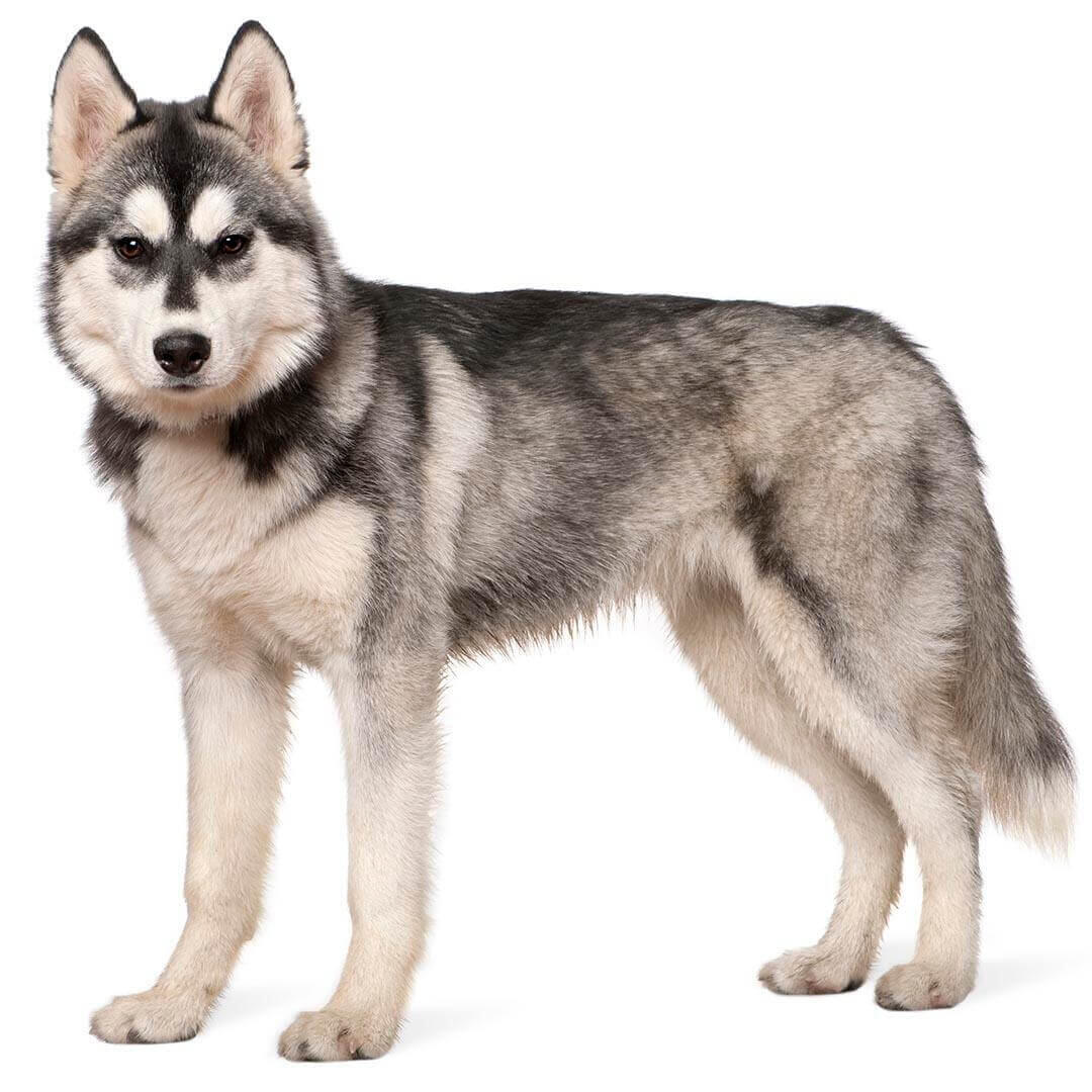 Perro de raza Husky siberiano