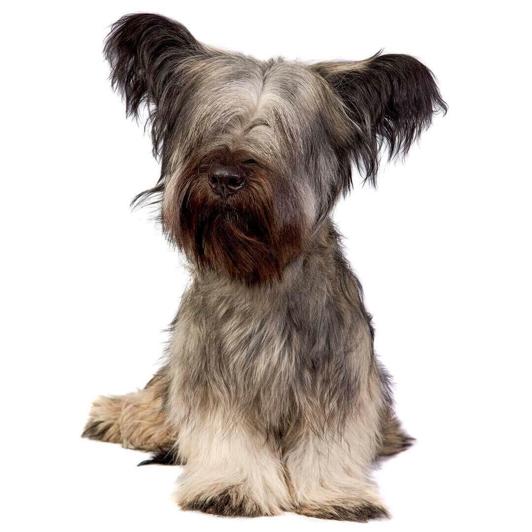 Perro de raza Skye Terrier