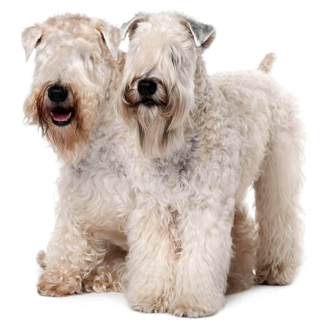 Perro de raza Soft Coated Wheaten Terrier