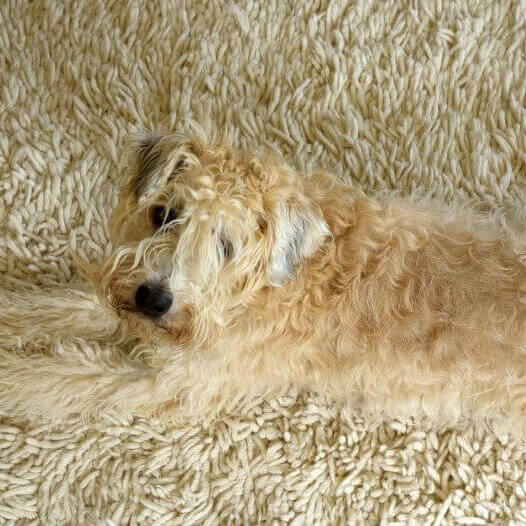 Terrier tumbado en la alfombra
