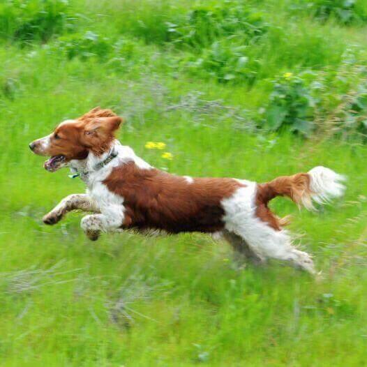 Springer Spaniel galés corre en campo con hierba