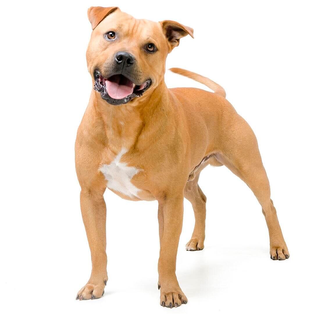 Perro de raza Staffordshire Bull Terrier