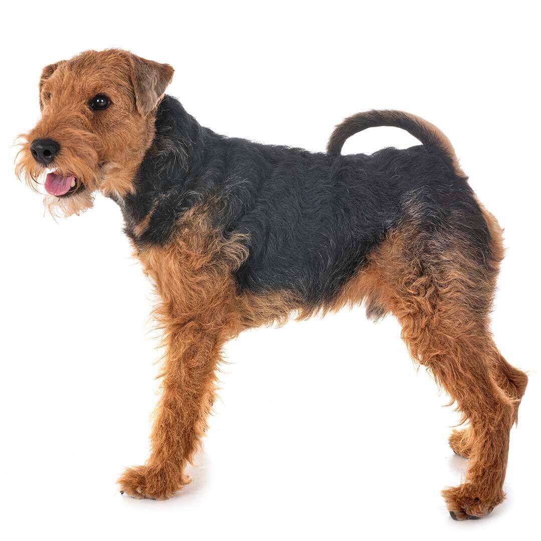 Perro de raza Terrier galés