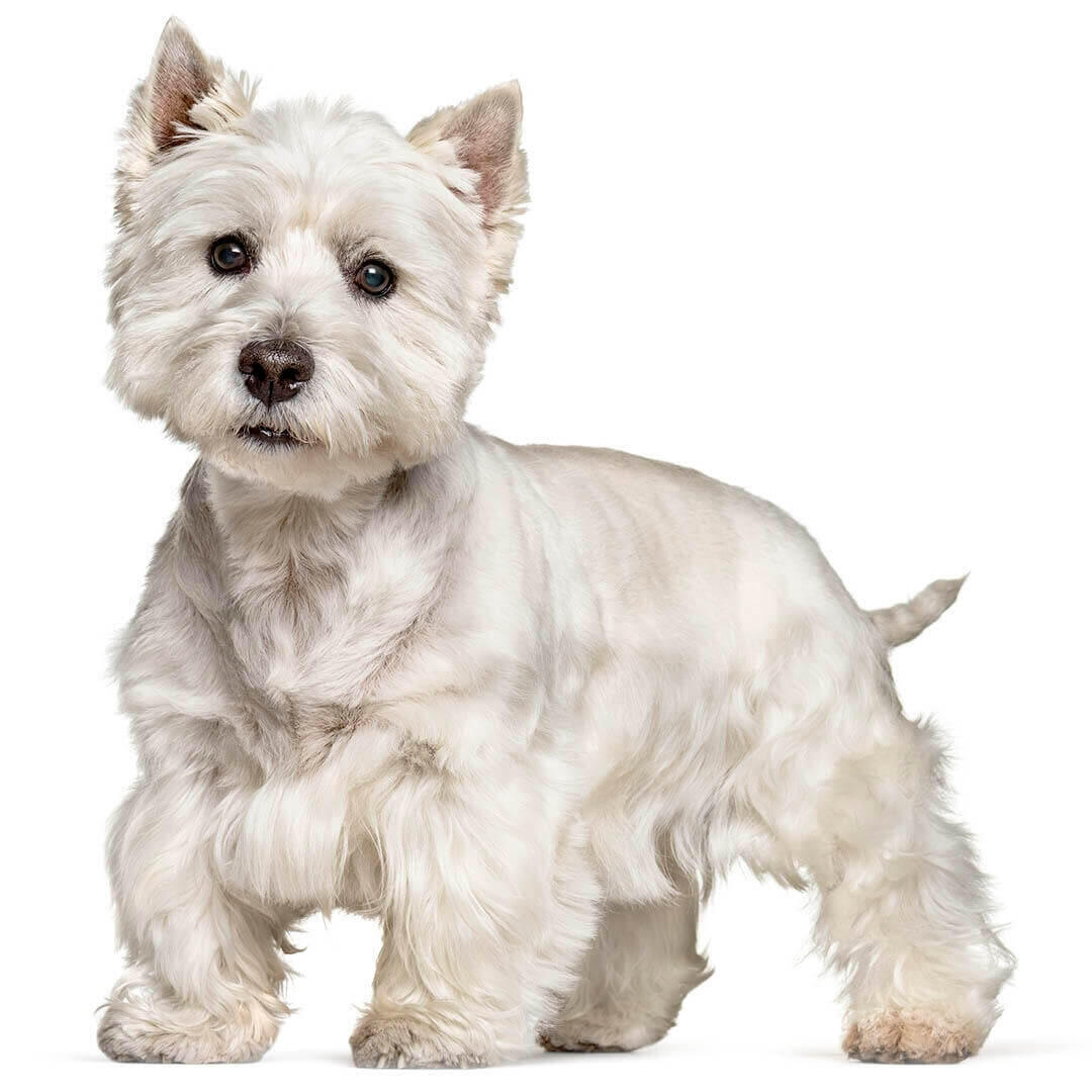 Perro de raza West Highland White Terrier