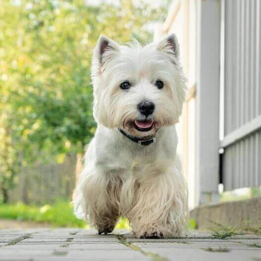West Highland White Terrier paseando por el patio