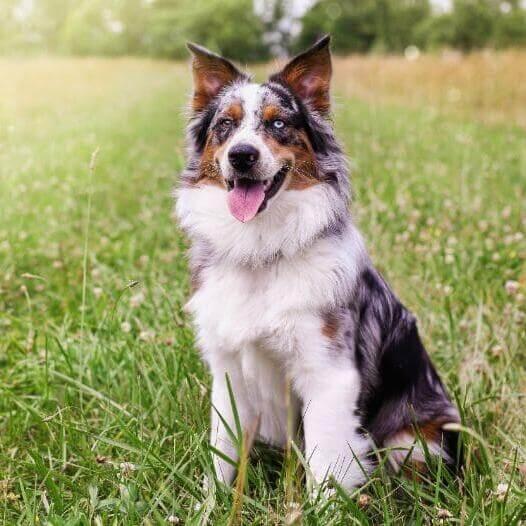 Información sobre la raza de perro Pastor australiano Purina