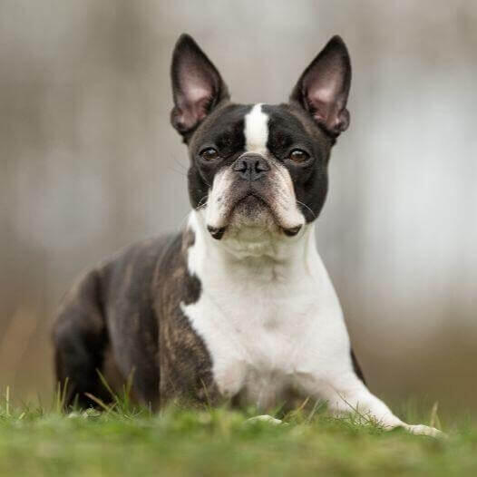 Perro de raza Boston Terrier