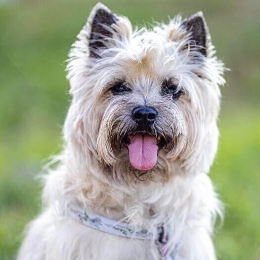 Perro de raza Cairn Terrier