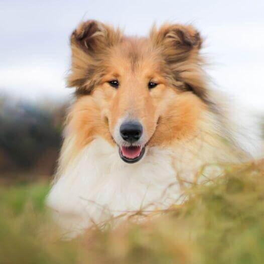 Perro de raza Rough Collie o Pastor Escocés