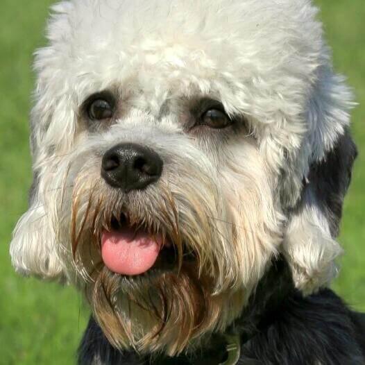 Perro de raza Dandie Dinmont Terrier