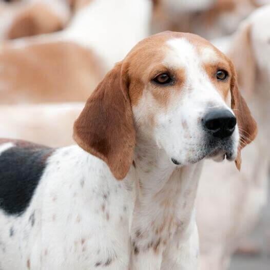 pueden un foxhound americano y un perro koyun ser amigos