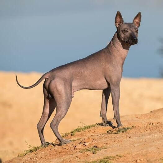 Xoloitzcuintle (mediano)