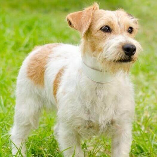 Parson jack russell terrier