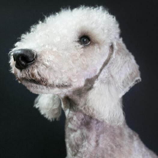 Perro de raza Bedlington Terrier
