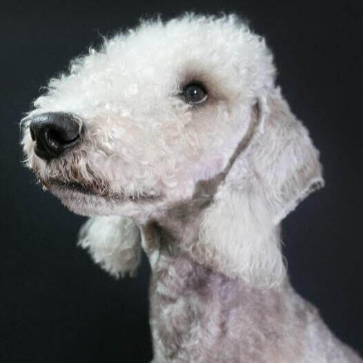 Son Los Bedlington Terriers Perros Inteligentes