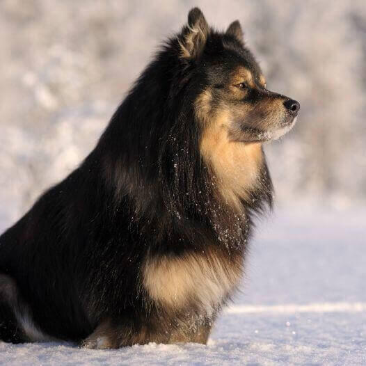 Perro finlandés de Laponia sobre el césped