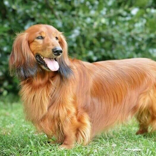 perro salchicha de chocolate de pelo largo