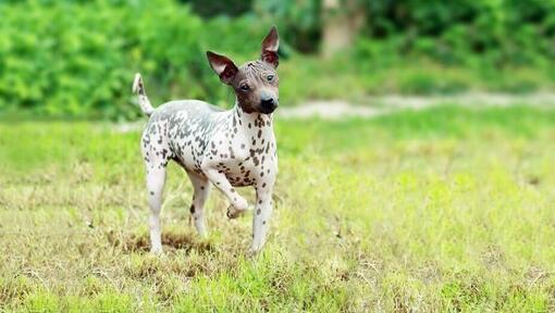 Perro Terrier Americano marrón y blanco sin pelo corriendo a través de la hierba