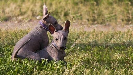 Dos perros Xoloitzcuintli sentados en el césped