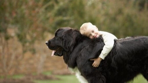 Perro Terranova color negro siendo abrazado por un niño pequeño