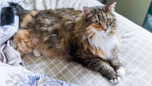 Gato Maine Coon marrón con ojos verde claro acostado