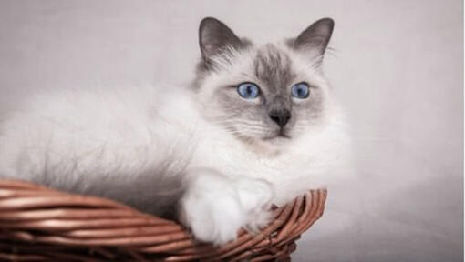 Gato Light Birman acostado en una canasta