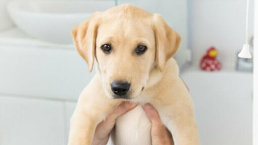Cachorro Golden Labrador en los brazos de su dueño