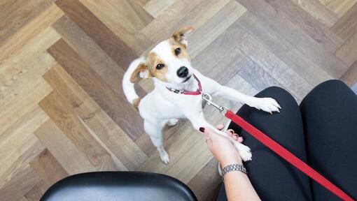 Cachorro Jack Russell Terrier con la correa puesta