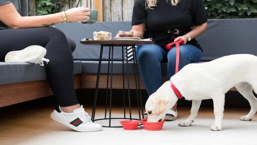 Labrador puppy drinking water under a small table