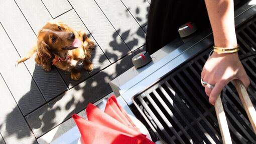 Puppy watching his owner preparing a barbecue