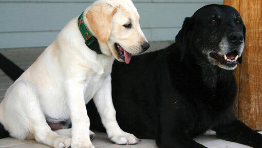 Cachorro Labrador dorado y Labrador negro adulto sentados uno al lado del otro