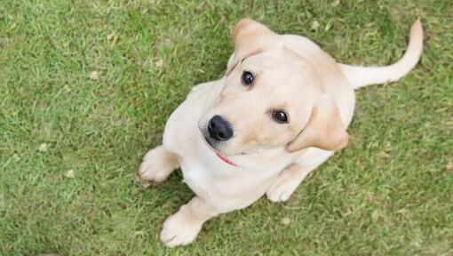 Cachorro Labrador sentado en la hierba