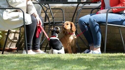 Dos perros sentados junto a sus dueños tomando una copa