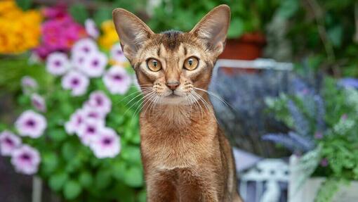 Gato Abisinio con ojos naranjas de pie delante de flores