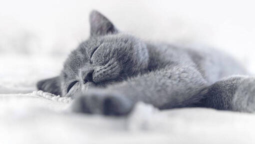 Gatito Chartreux gris durmiendo