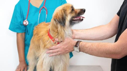 Perro pequeño de pelaje claro y collar rojo siendo examinado por un veterinario en una consulta