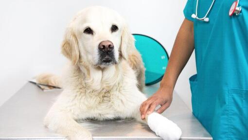 Golden Retriever tumbado en una mesa de exploración veterinaria con una pata vendada mientras un veterinario lo atiende