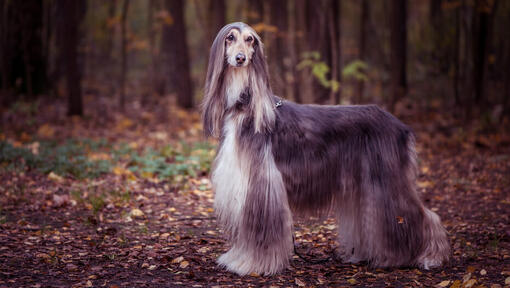 Perro Afgano en el bosque