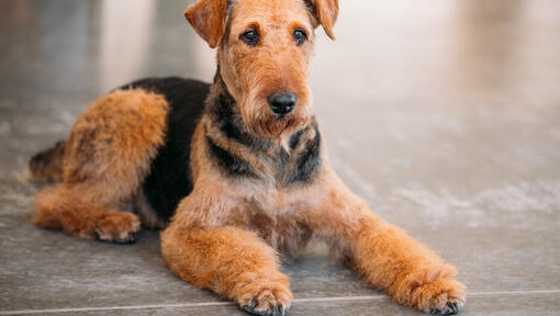 Terrier de Airedale acostado en el suelo