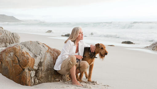 Terrier de Airedale en la playa