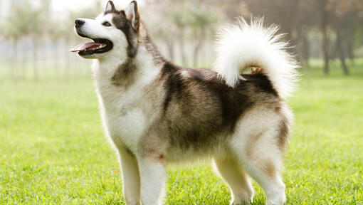 Malamute de Alaska mirando hacia arriba