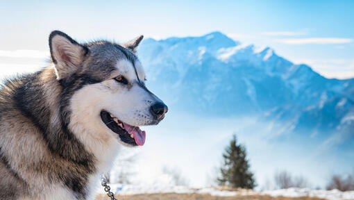 Malamute de Alaska en la Cordillera de Alaska