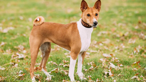 Basenji marrón de pie sobre la hierba