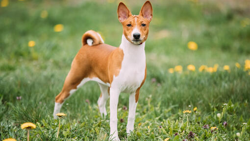 Basenji marrón de pie sobre la hierba