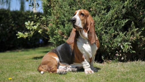 Raza de perro Basset Hound tricolor sentado en la hierba