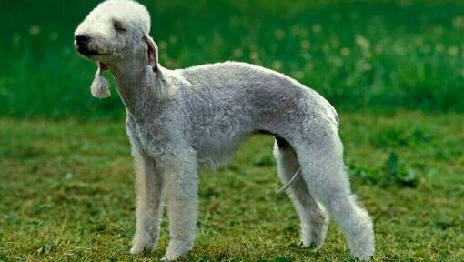 Raza de perro Bedlington Terrier