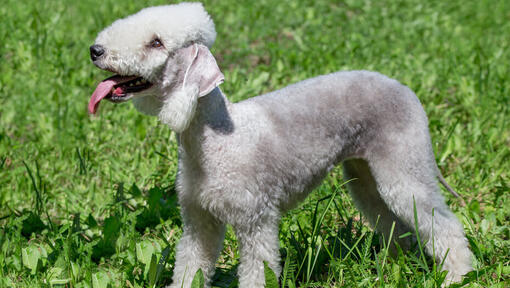 Raza de perro Bedlington Terrier