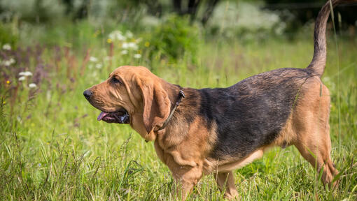 Raza de perro Bloodhound