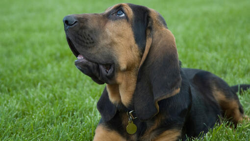 Raza de perro Bloodhound