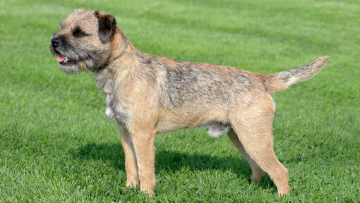 Raza de perro Border Terrier sobre el césped